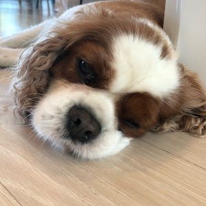 Meet your Posher, Alec